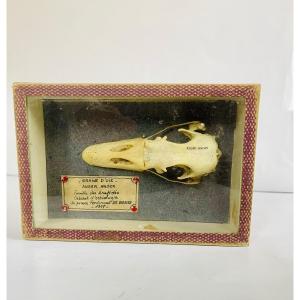 Curious Goose Skull 